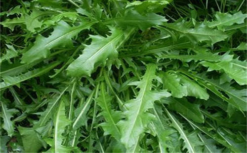 �ѹ�Ӣ������ �ѹ�Ӣ��ô��